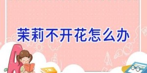 茉莉不开花怎么办