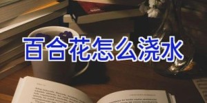 百合花怎么浇水