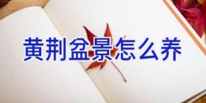 黄荆盆景怎么养