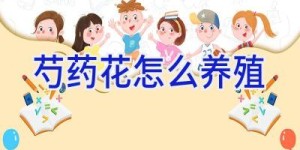 芍药花怎么养殖