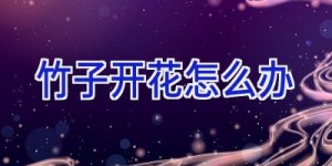 竹子开花怎么办