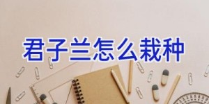 君子兰怎么栽种