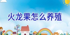 火龙果怎么养殖