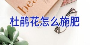 杜鹃花怎么施肥