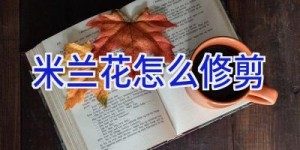 米兰花怎么修剪