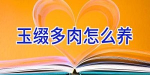 玉缀多肉怎么养