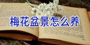 梅花盆景怎么养