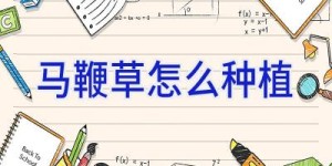 马鞭草怎么种植