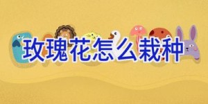 玫瑰花怎么栽种