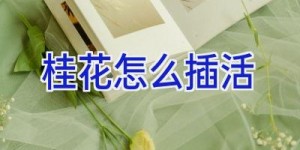 桂花怎么插活