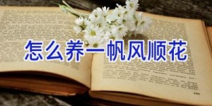怎么养一帆风顺花