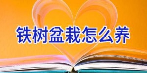 铁树盆栽怎么养