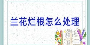 兰花烂根怎么处理