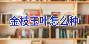 金枝玉叶怎么种