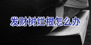 发财树烂根怎么办