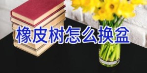 橡皮树怎么换盆