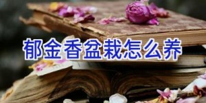 郁金香盆栽怎么养