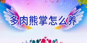 多肉熊掌怎么养