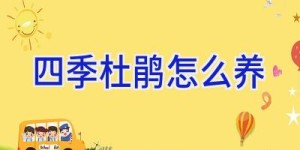 四季杜鹃怎么养