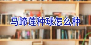 马蹄莲种球怎么种