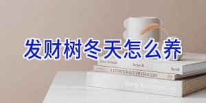 发财树冬天怎么养
