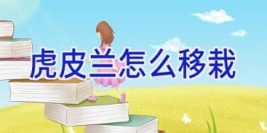 虎皮兰怎么移栽