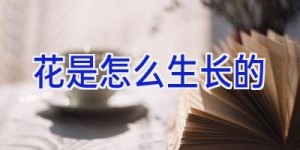 花是怎么生长的