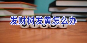 发财树发黄怎么办