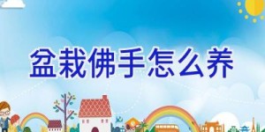 盆栽佛手怎么养