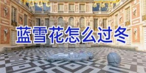 蓝雪花怎么过冬