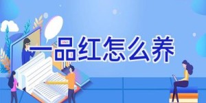 一品红怎么养