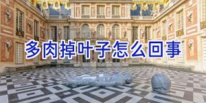 多肉掉叶子怎么回事