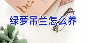 绿萝吊兰怎么养