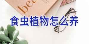 食虫植物怎么养