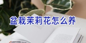 盆栽茉莉花怎么养