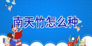 南天竹怎么种