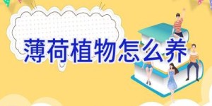 薄荷植物怎么养