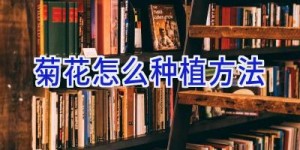 菊花怎么种植方法