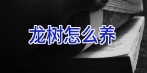 龙树怎么养