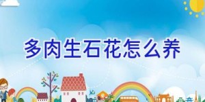 多肉生石花怎么养