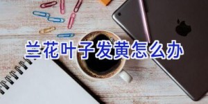 兰花叶子发黄怎么办