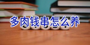 多肉钱串怎么养