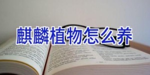 麒麟植物怎么养