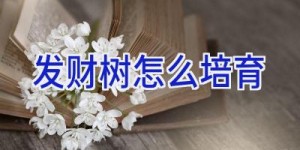 发财树怎么培育