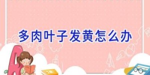 多肉叶子发黄怎么办