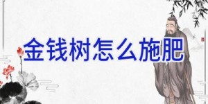 金钱树怎么施肥