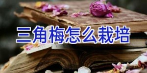 三角梅怎么栽培