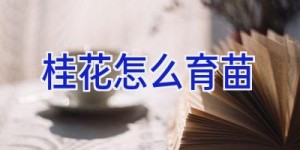 桂花怎么育苗
