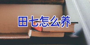 田七怎么养