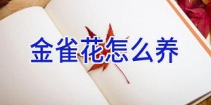 金雀花怎么养